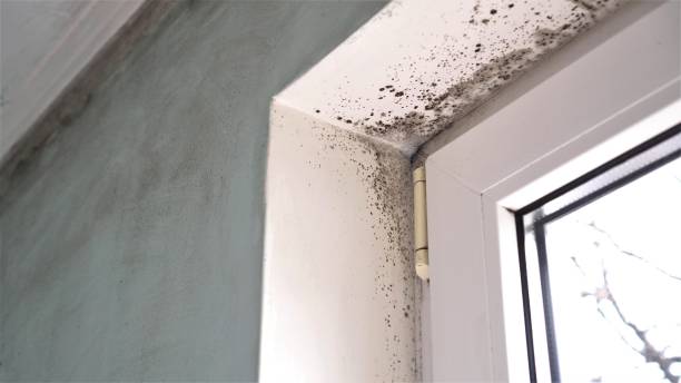 Best HVAC Mold Remediation in Lanett, AL