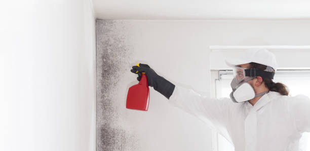 Best Emergency Mold Remediation in Lanett, AL