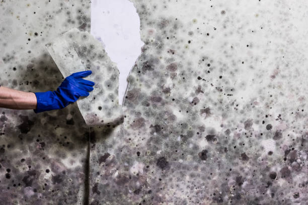 Best Kitchen Mold Remediation in Lanett, AL