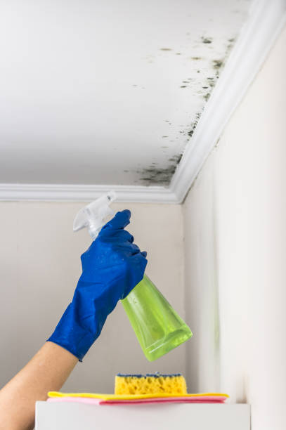 Best White Mold Remediation in Lanett, AL