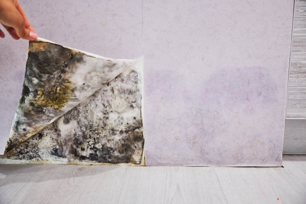 Best Mold Remediation for Specific Building Types in Lanett, AL